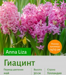  Гиацинт (Heacintus) Anna Liza